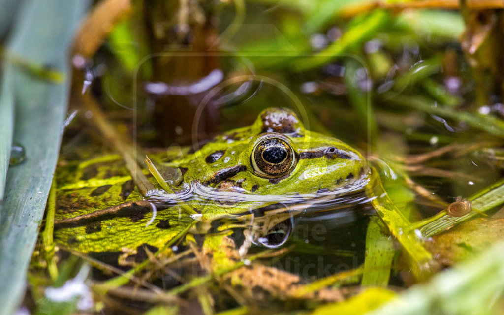 Wasserfrosch (1)