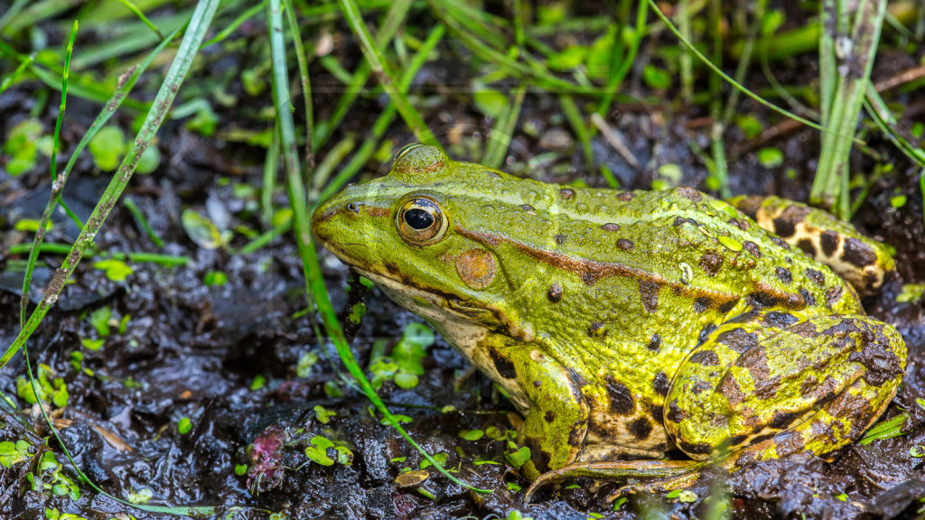 Wasserfrosch (2)