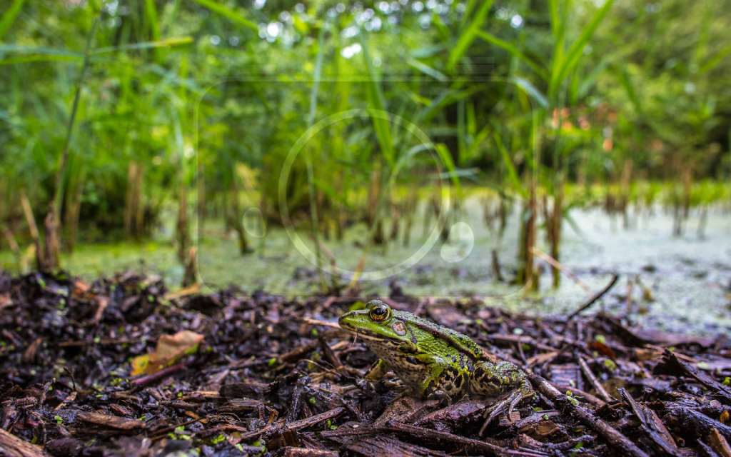 Lebensraum der Wasserfrösche (1)