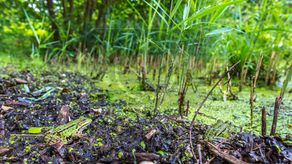 Lebensraum der Wasserfrösche (2)