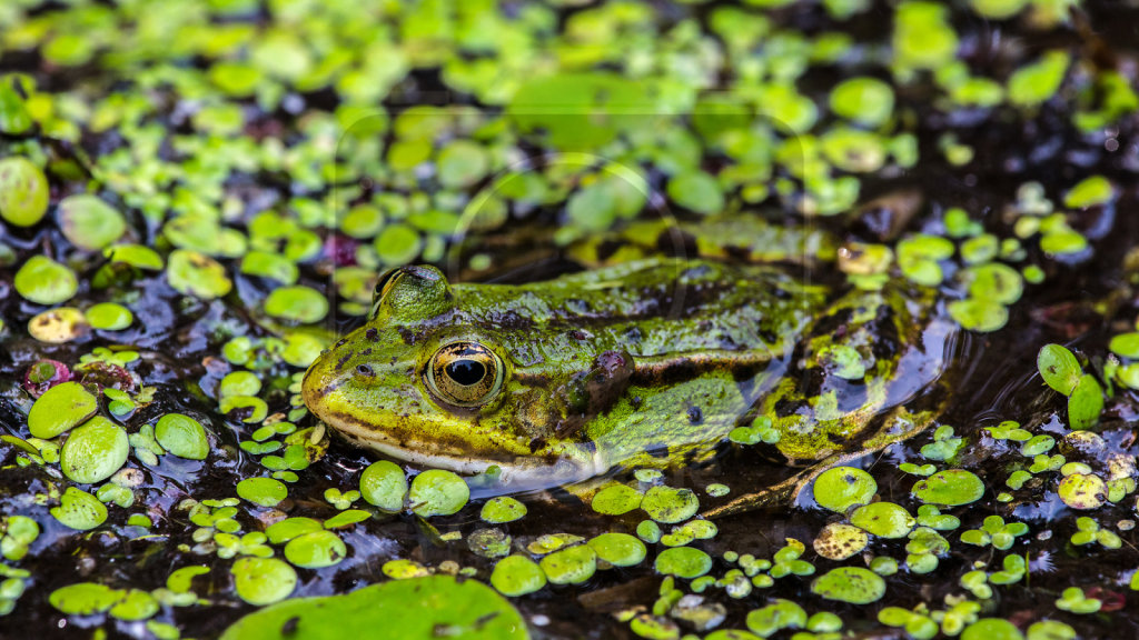 Wasserfrosch (3)