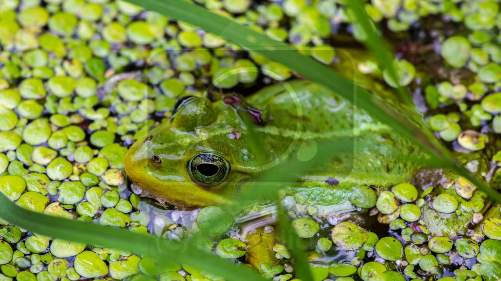 Kleiner Wasserfrosch