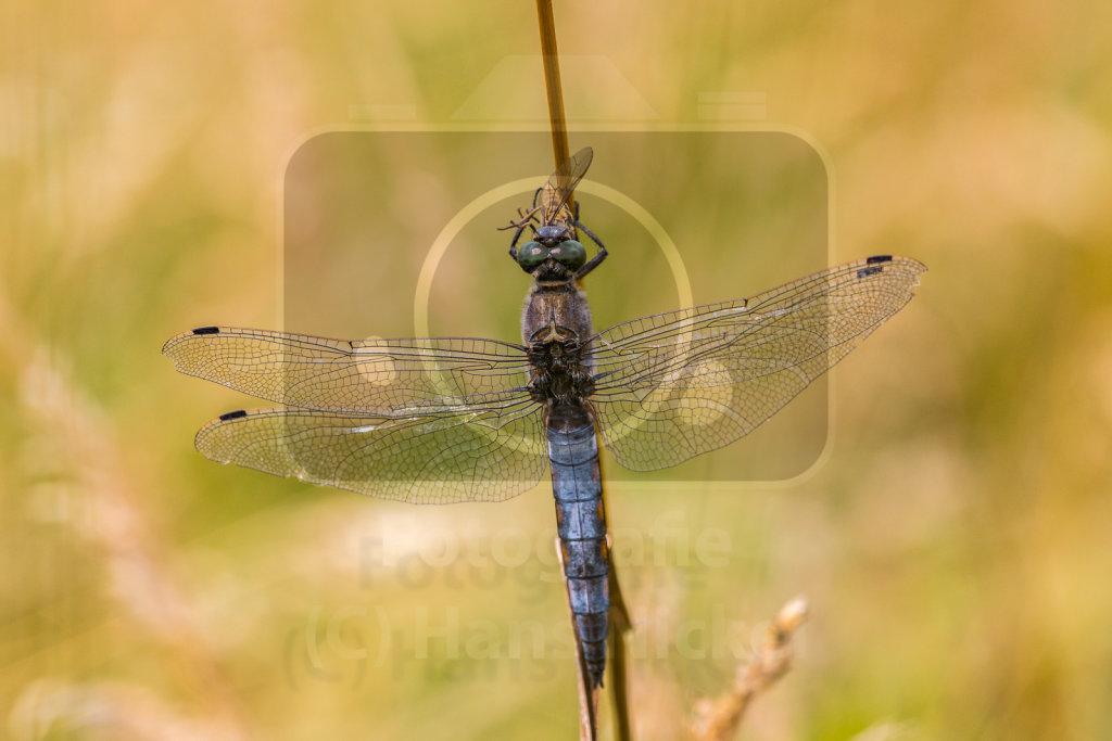 Großer Blaupfeil (Orthetrum cancellatum), Männchen