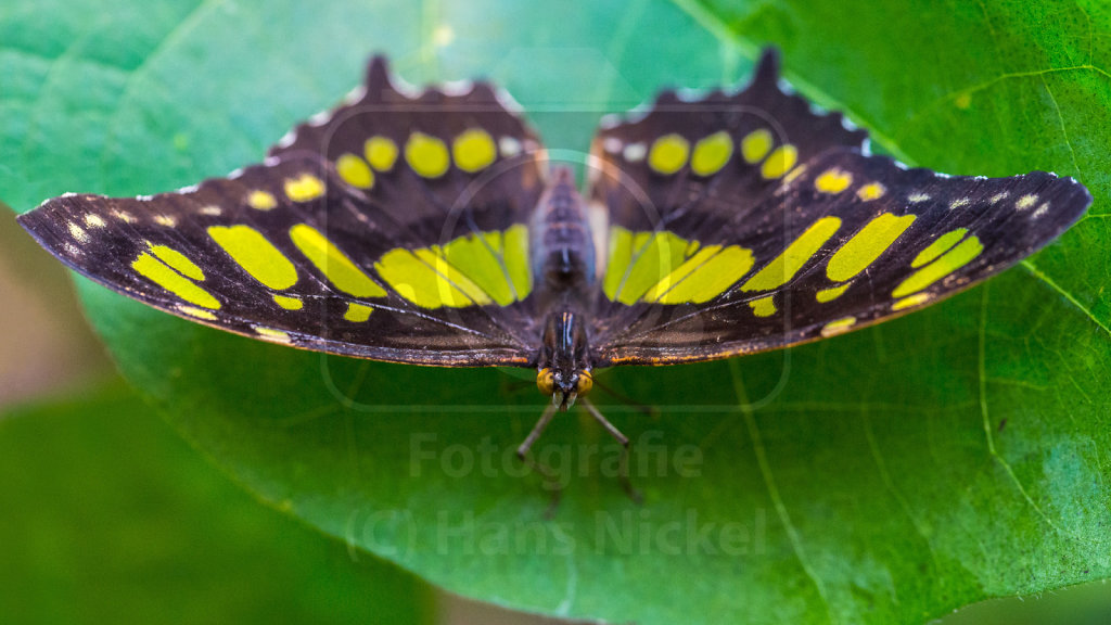 Malachitfalter (Siproeta stelenes)