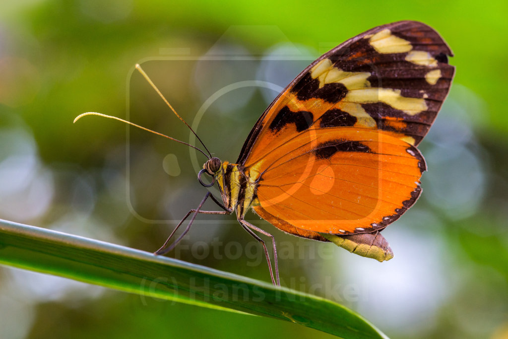 Tiger-Passionsfalter (Heliconius ismenius)