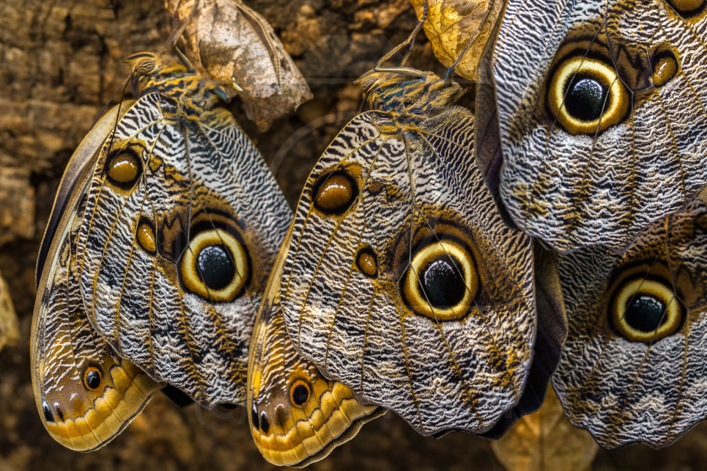 Caligo eurilochus (Gewöhnlicher Bananenfalter)