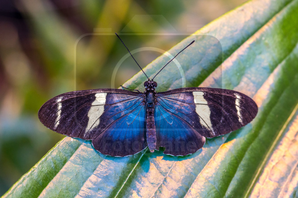 Sara-Passionsfalter (Heliconius sara)