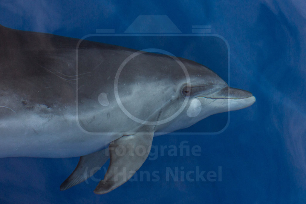 Großer Tümmler (Tursiops truncatus) in der kleinen Bugwelle des Krabbenkutters