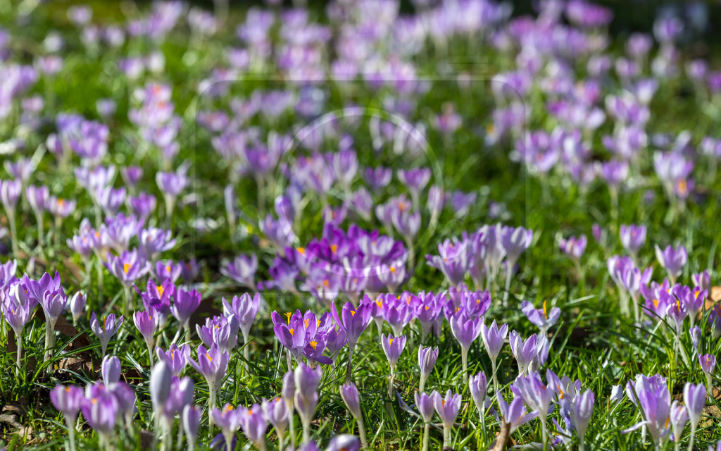 Wiese aus Elfen-Krokus