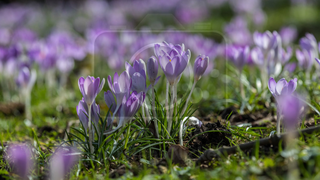 Dalmatiner Krokus