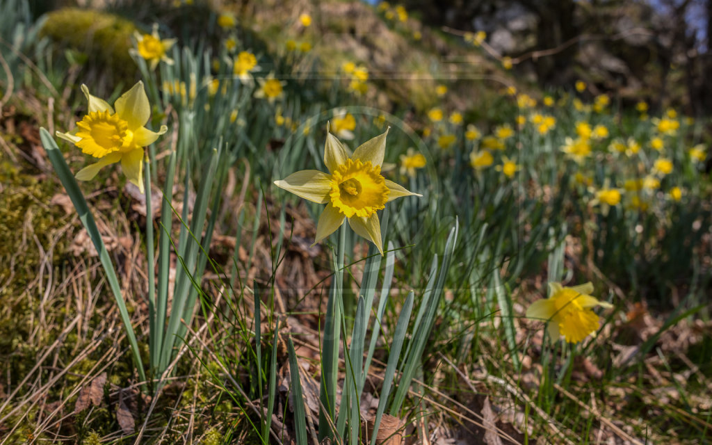 Narzissen im Perlenbachtal