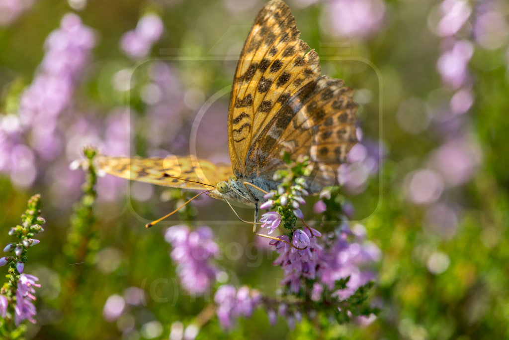 Argynnis paphia