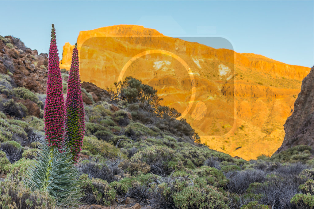 34 - Roter Teide-Natternkopf