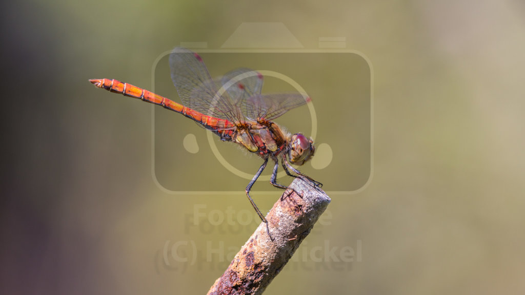 Sympetrum vulgatum